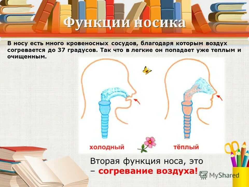 Воздух в носовой полости согревается за счет. Правильное дыхание через нос. Чито происхолит с воздухрм в носовой полости. С помощью чего в носу согревается воздух. Калориферная функция носа.