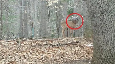 Что странного замечал