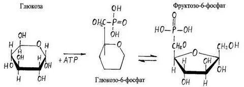 Фруктозо 1 фосфат глюкозо 1 фосфат