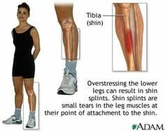 Lower leg