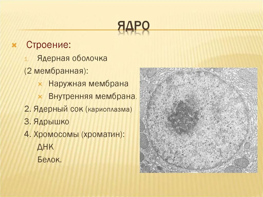 В ядрах be 9 4. Ядерная оболочка ядерный сок ядрышко хроматин. Строение ядра ядерная оболочка. Ядро мембрана ядерный сок ядрышко. Строение ядерной оболочки.