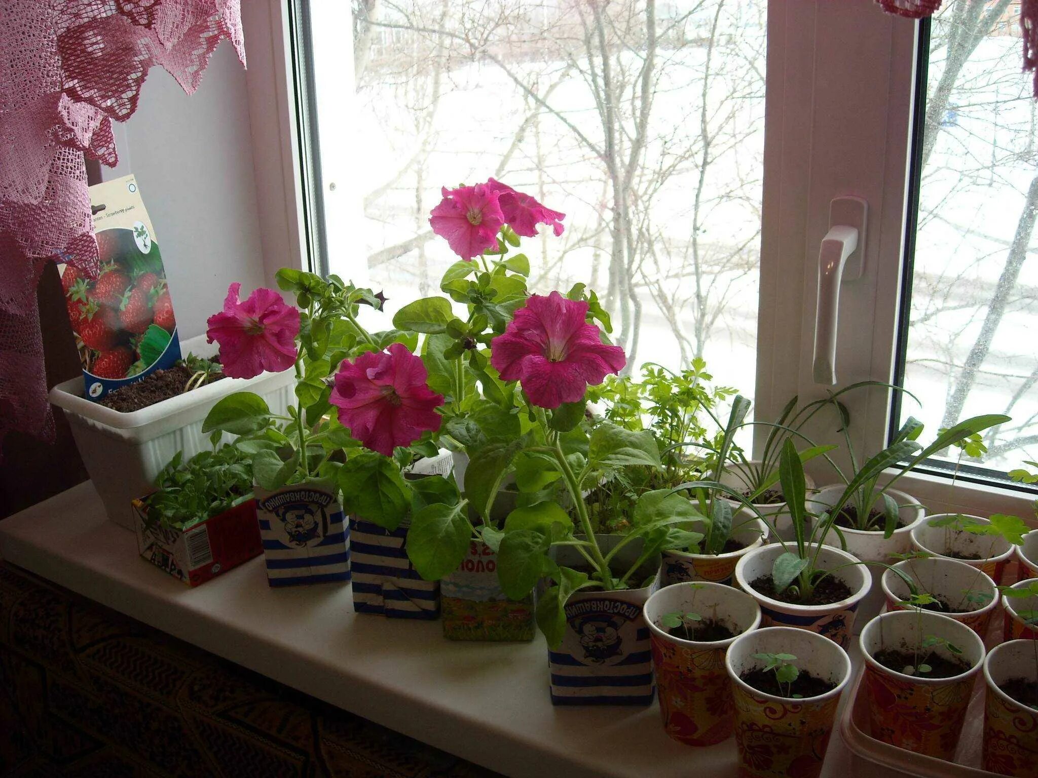 Можно ли пионы выращивать в горшках. Балконная петуния рассада. Цветы на подоконнике. Комнатные растения на подоконнике. Рассада на окне.