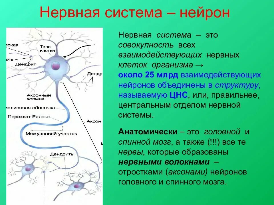 Нейрон. Нейрон ЦНС. Расположение нервных клеток в ЦНС. Нейроны центральной нервной системы. Нервные узлы и нейрон