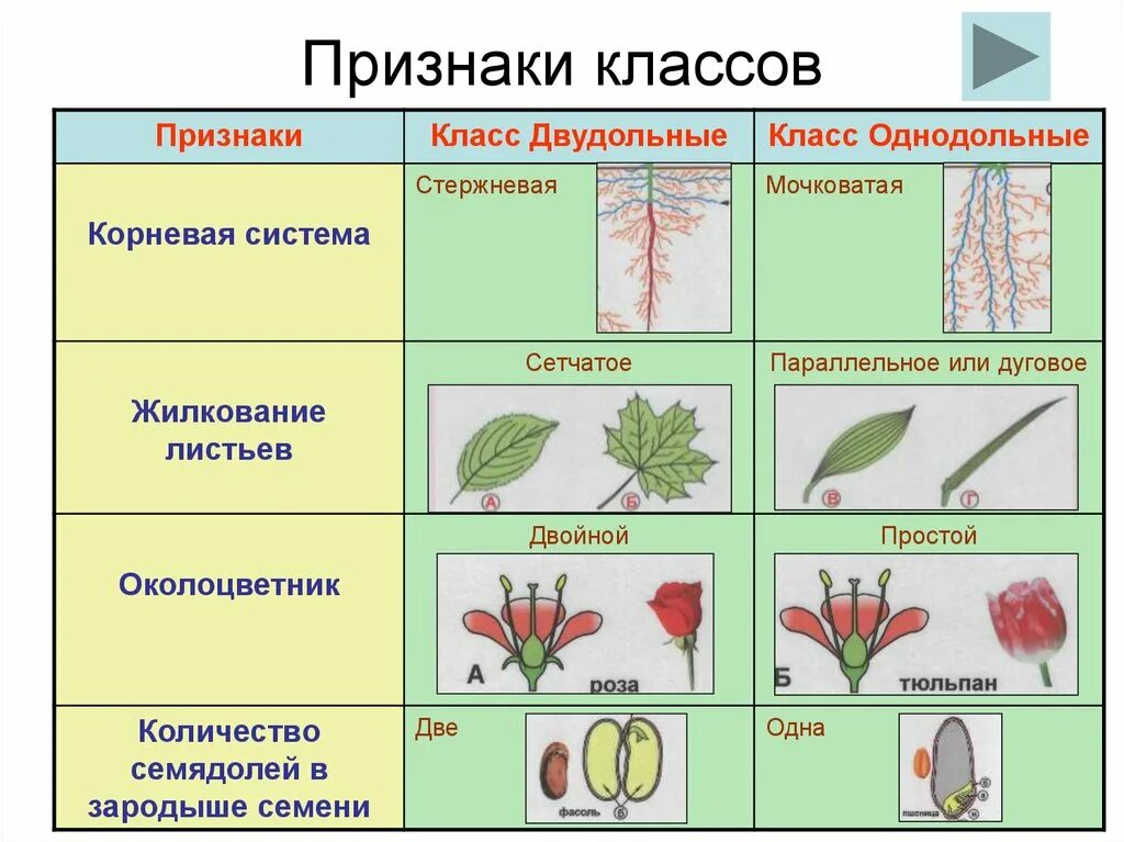 Класс однодольных, семейство однодольных растений. Талица семейства растений двудольные Однодольные. Признаки однодольных и двудольных растений таблица. Классы цветковых растений Однодольные и двудольные.