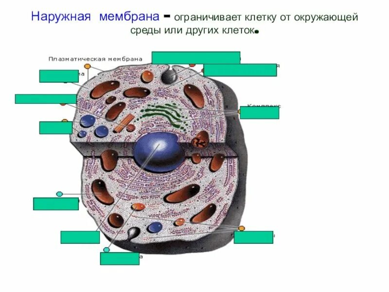 Мембрана животных. Наружная клеточная мембрана. наружная мембрана клетки. наружная мембрана клетки биология 5 класс. внешняя оболочка клетки.