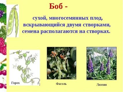 Горох многосемянный