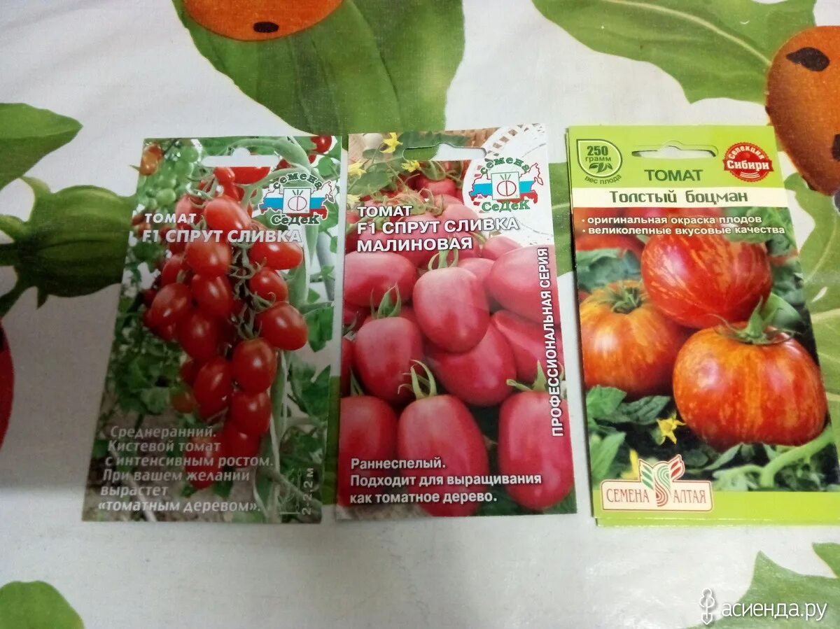 Томат санькина любовь отзывы. Помидоры санькина любовь фото. Семена томата санькина любовь. Перец санькина любовь (уд). Сорт помидор санькина любовь.