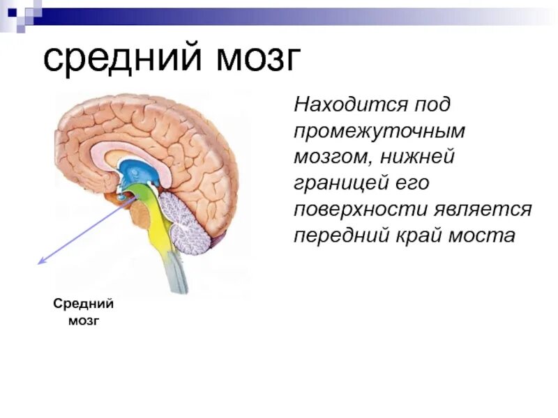 Наружное строение среднего мозга. Строение среднего мозга мозга. Внутреннее строение среднего мозга. Средний мозг строение и функции.