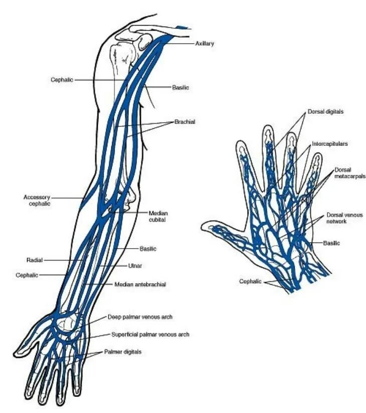 Вены верхней конечности. Вены верхней конечности схема. Поверхностные вены верхней конечности анатомия. Вены верхней конечности анатомия схема. Верхняя конечность Вена анатомия.