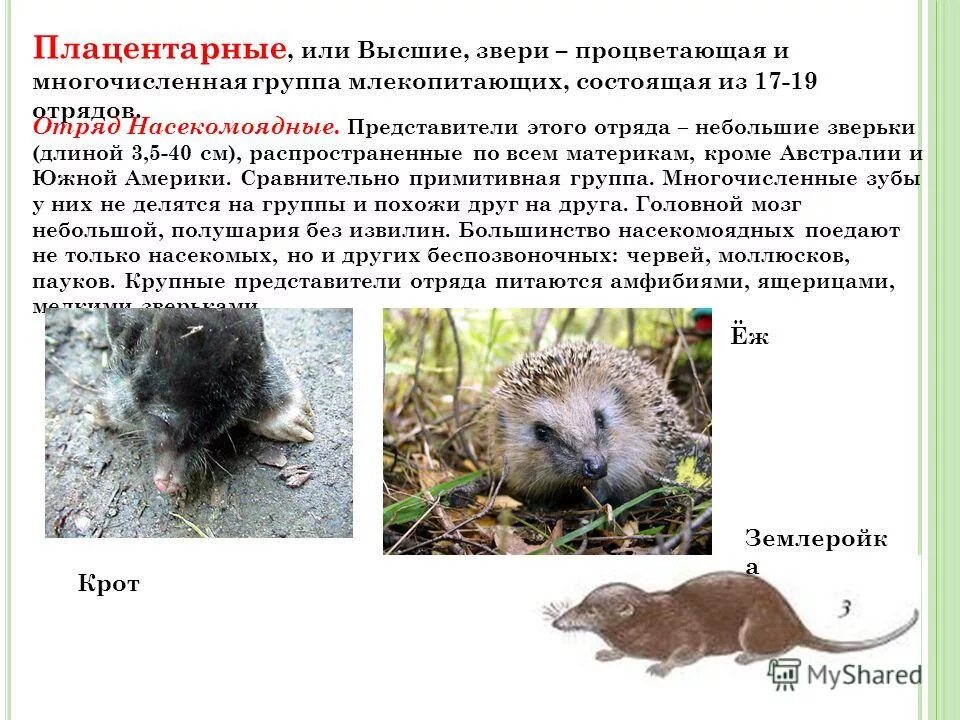 Высшие звери плацентарные отряды. Плацентарные млекопитающие. Млекопитающие представители. Признаки подкласса планцентральные. Подкласс сумчатые.