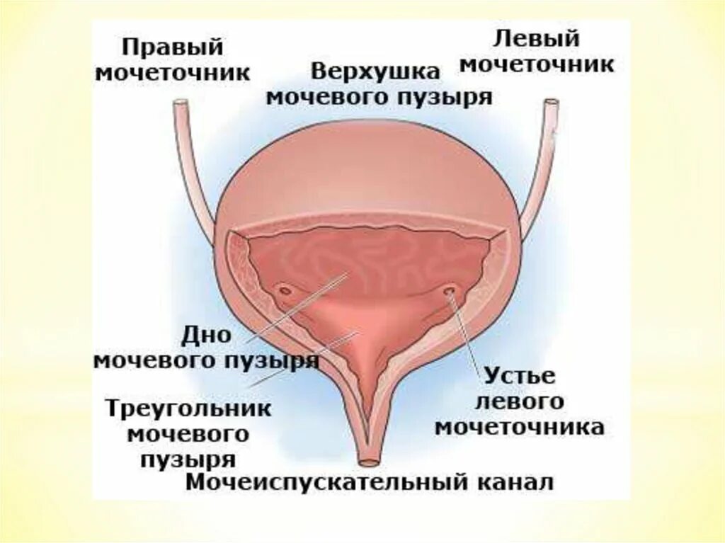 Строение мочевого пузыря мочеиспускательного канала. Схема строения мочевого пузыря человека. Мочевой пузырь верхушка дно шейка. Внутреннее строение мочевого пузыря. Анатомическое строение мочевого пузыря.