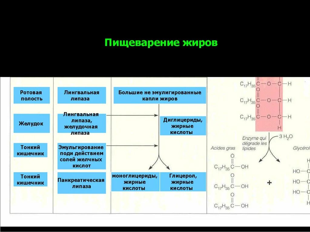 Переваривание нейтрального жира. Переваривание жиров. процесс переваривания жиров. переваривание жиров в жкт таблица. этапы переваривания жиров в жкт.