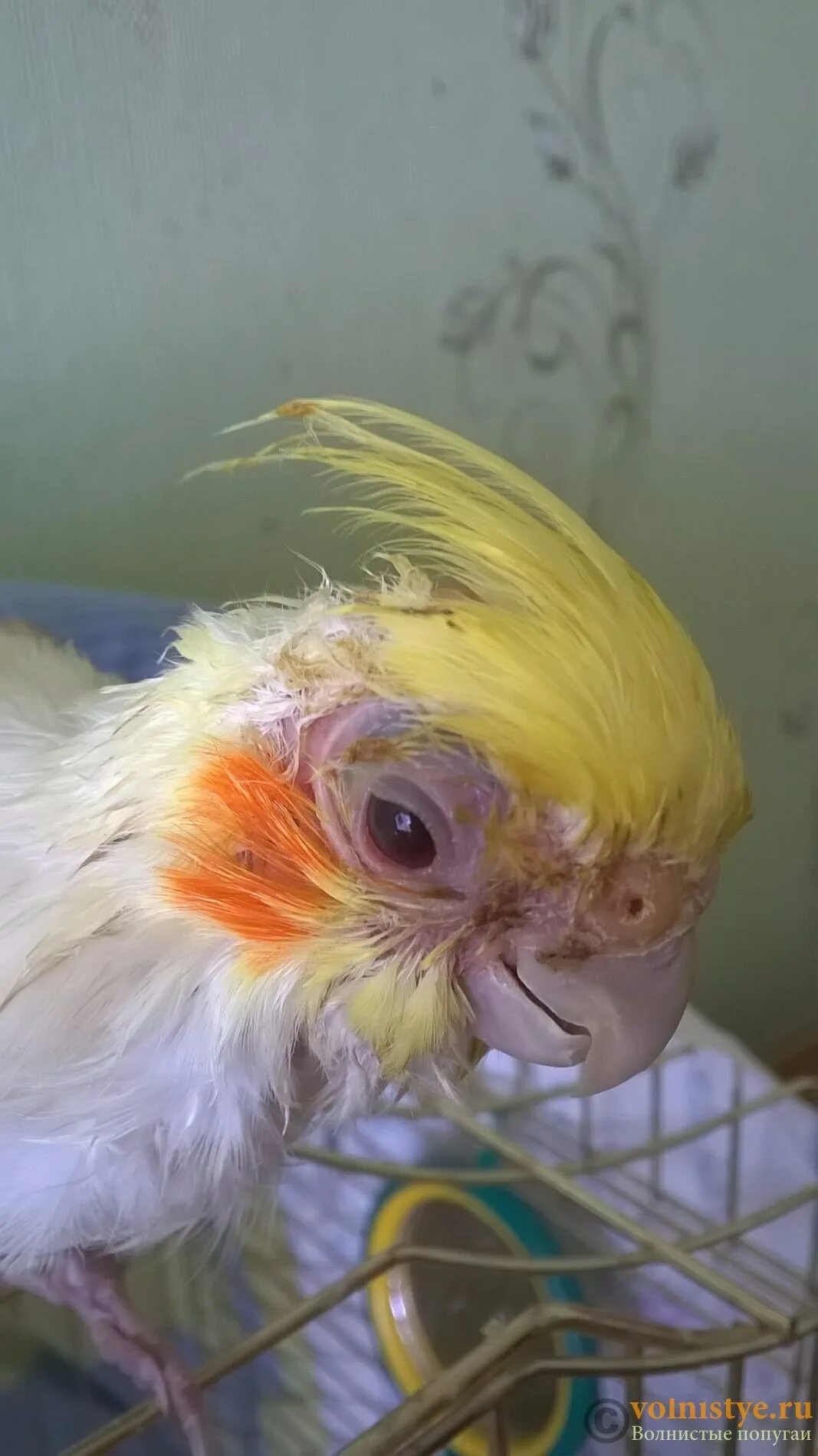 Попугай корелла облысел. Попугай корелла. Попугай корелла лысеет. У кореллы лютино лысина. Лысый попугай корелла.