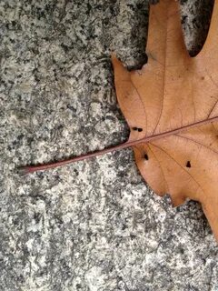 Leaf fell