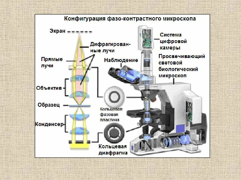 Как называются части цифрового микроскопа. Схема электронного микроскопа 5 класс биология. Световой микроскоп с иммерсионной системой. Цифровой микроскоп строение 5 класс. Световой микроскоп с иммерсионной системой схема.