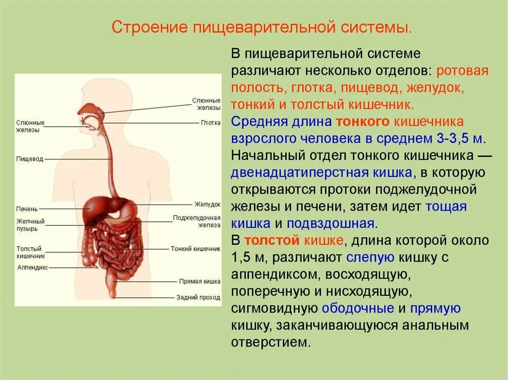 Пищеварительная система особенности строения значение. Функции отделов пищеварительной системы кратко. органы пищеварения особенности строения и функции. назовите основные отделы (органы) пищеварительной системы. признак строения и функция и орган пищеварения.