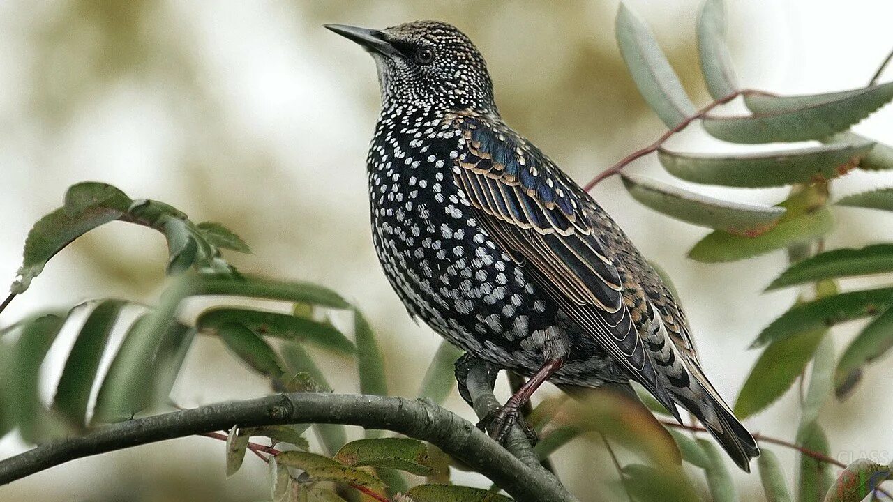 Птица с пестрым оперением. Обыкновенный скворец (Sturnus vulgaris). Шпак скворец. Капский скворец. Обыкновенный скворец (Sturnus vulgaris l.).