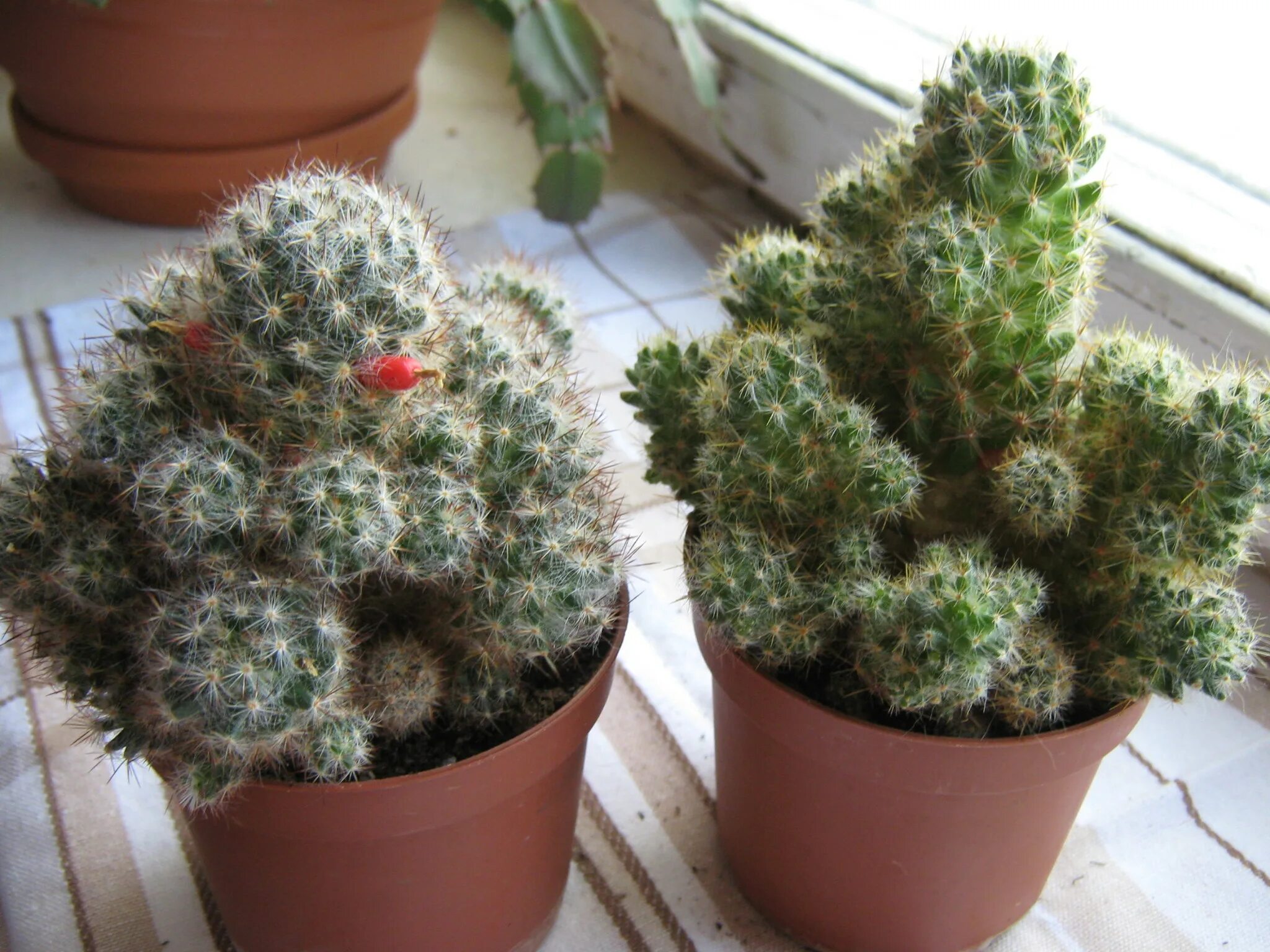 Кактус зимой. Кактусы после зимы. Магазин кактусов. Опунция кактус зимой. Полив кактуса.