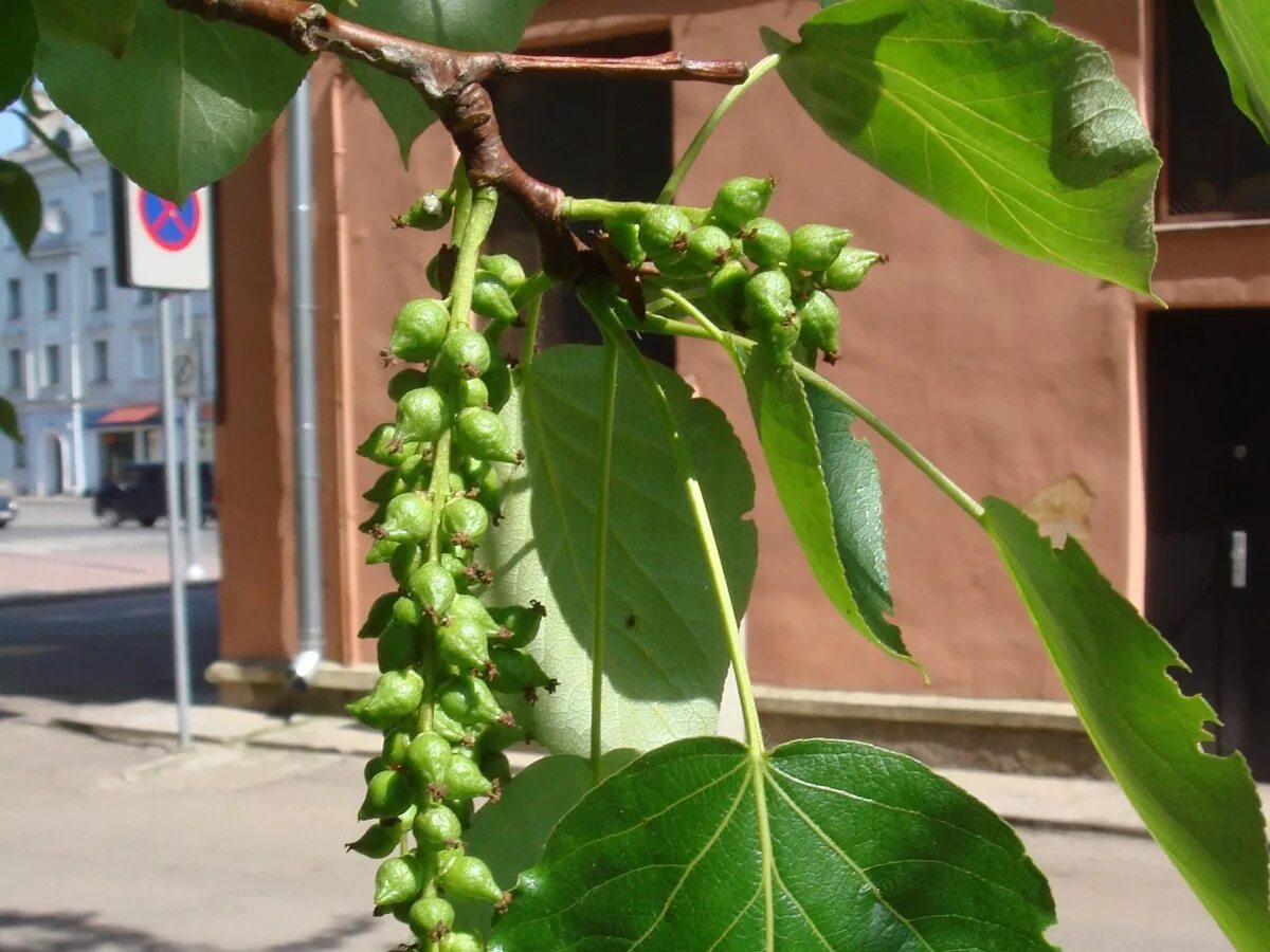 Тополь латынь. Тополь черный осокорь. тополь черный (populus nigra). тополь чёрный (pópulus nígra). тополь сердцевидный.
