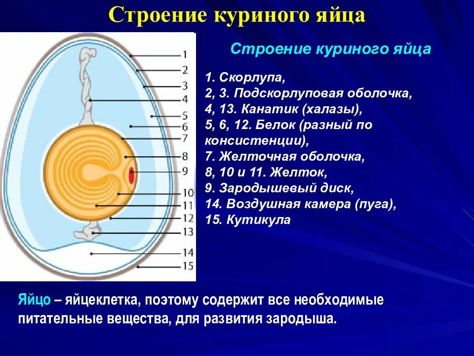 Функция желтка. Строение желтка яйца курицы. Канатики халазы строение. Строение яйца курицы (по Белоусову, 1993). Строение халазы в яйце.