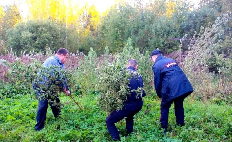 попались в кустах