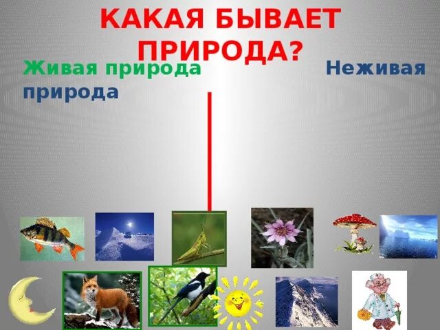 Включи живое неживое. Живая и неживая природа. Плакат на тему Живая и неживая природа. Поделка на тему Живая и неживая природа. Живая и неживая природа для дошкольников.