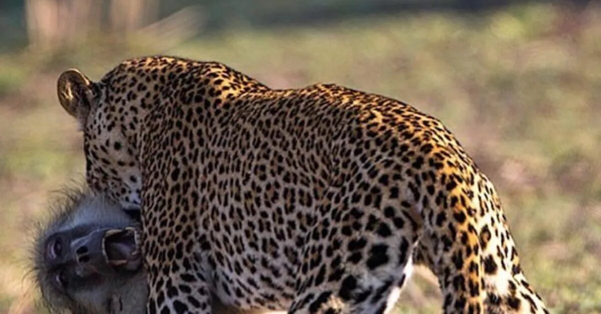 Охота леопард обезьяна. Павианы против леопарда. Леопард охотится на обезьян. Леопард охотится на обезьян. Обезьяна и ягуар.