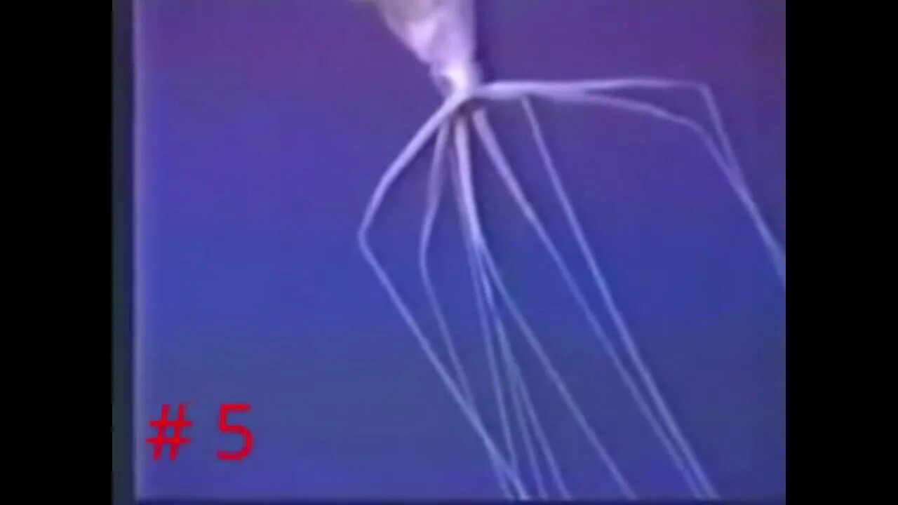 Длиннорукий кальмар
