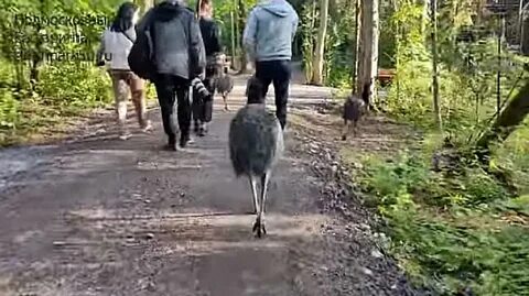 Подмосковный сафари парк деревня клемятино