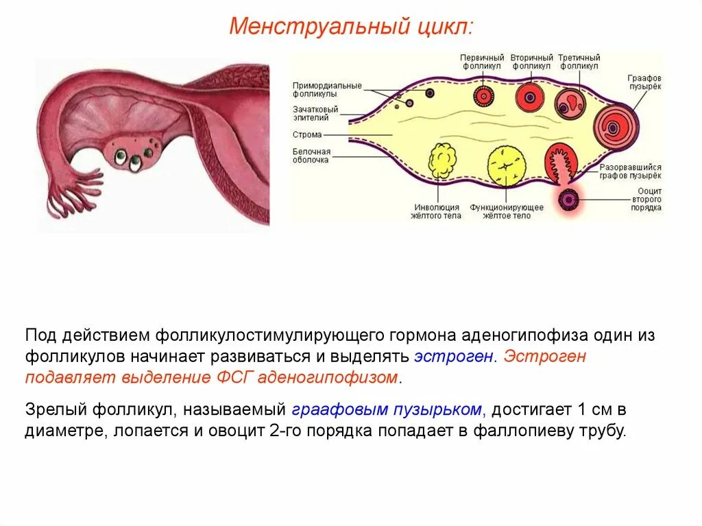 Циклы фолликулов