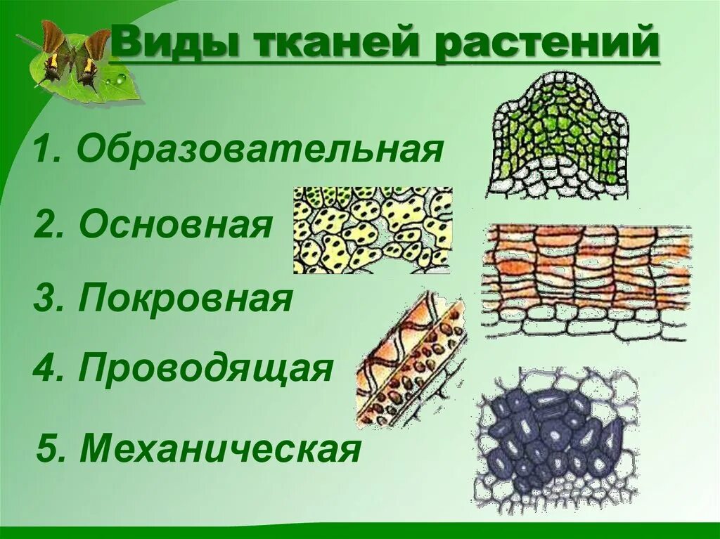 Ткани растений и их части. Механическая ткань покровная ткань фотосинтезирующая. Основные ткани растений 6 класс. Выглядит основная ткань растений. Образовательная ткань растений 6 класс биология.