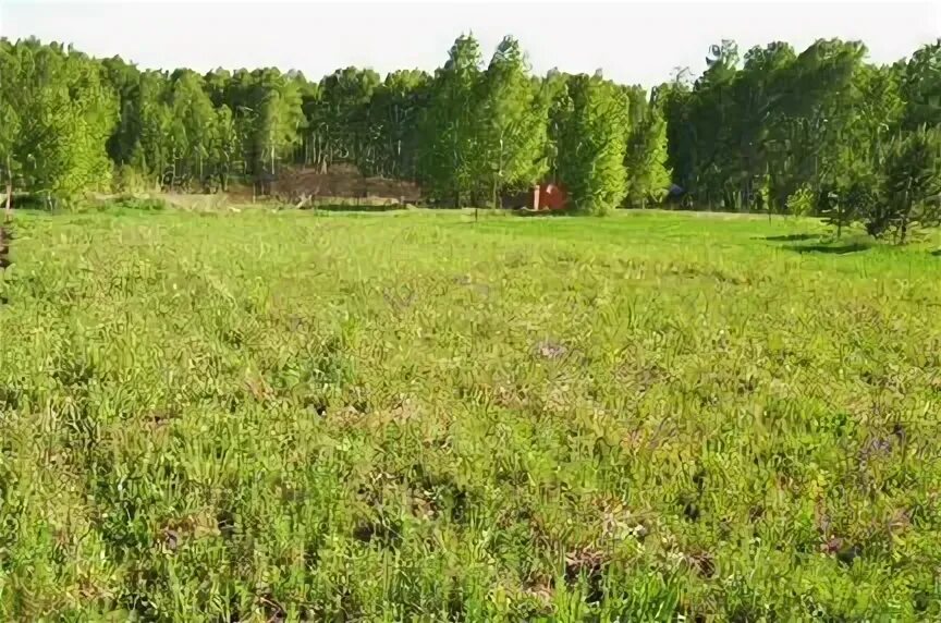 Озеро мочище новый шарап. Земельные участки ордынский. Вагайцево ордынского. Земельные участки ордынский. Земельные участки ордынский.