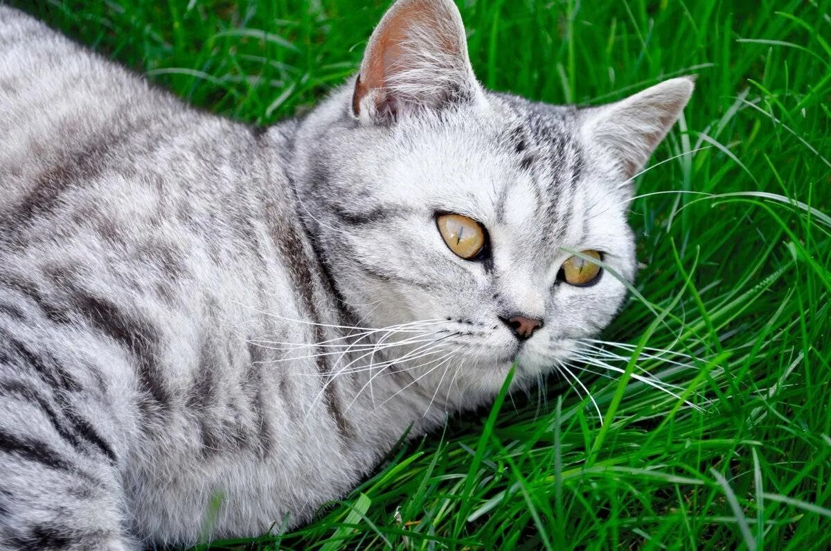 Британская короткошёрстная кошка табби. Британский короткошерстный кот полосатый. Полосатый кот порода табби. Британский короткошерстный кот серый. Серая полосатая порода