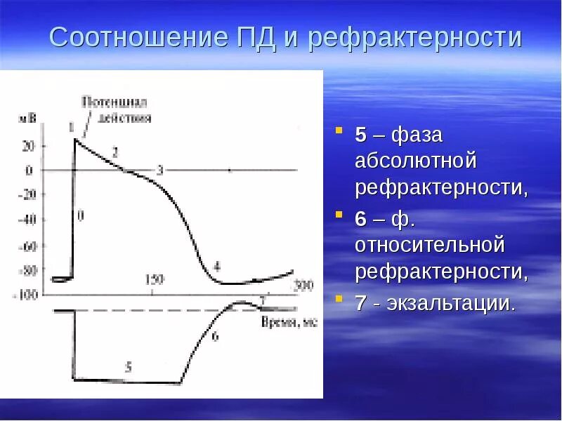 Рефрактерность. Абсолютная рефрактерность Относительная рефрактерность экзальтация. Абсолютная рефрактерность это в физиологии. Фаза абсолютной рефрактерности.