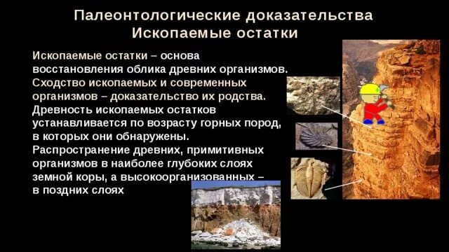 Изучение палеонтологических доказательств эволюции таблица. Изучение палеонтологических доказательств эволюции таблица