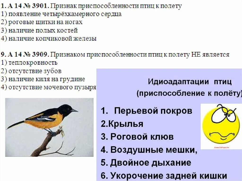 Приспособления птиц к полету. Адаптации птиц к полету. Признаки приспособления птиц к полету. Черты приспособленности птиц к полету. Основные приспособления птиц к полету