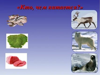Игра животные севера