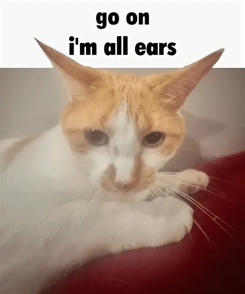 You are all ears. You are all ears