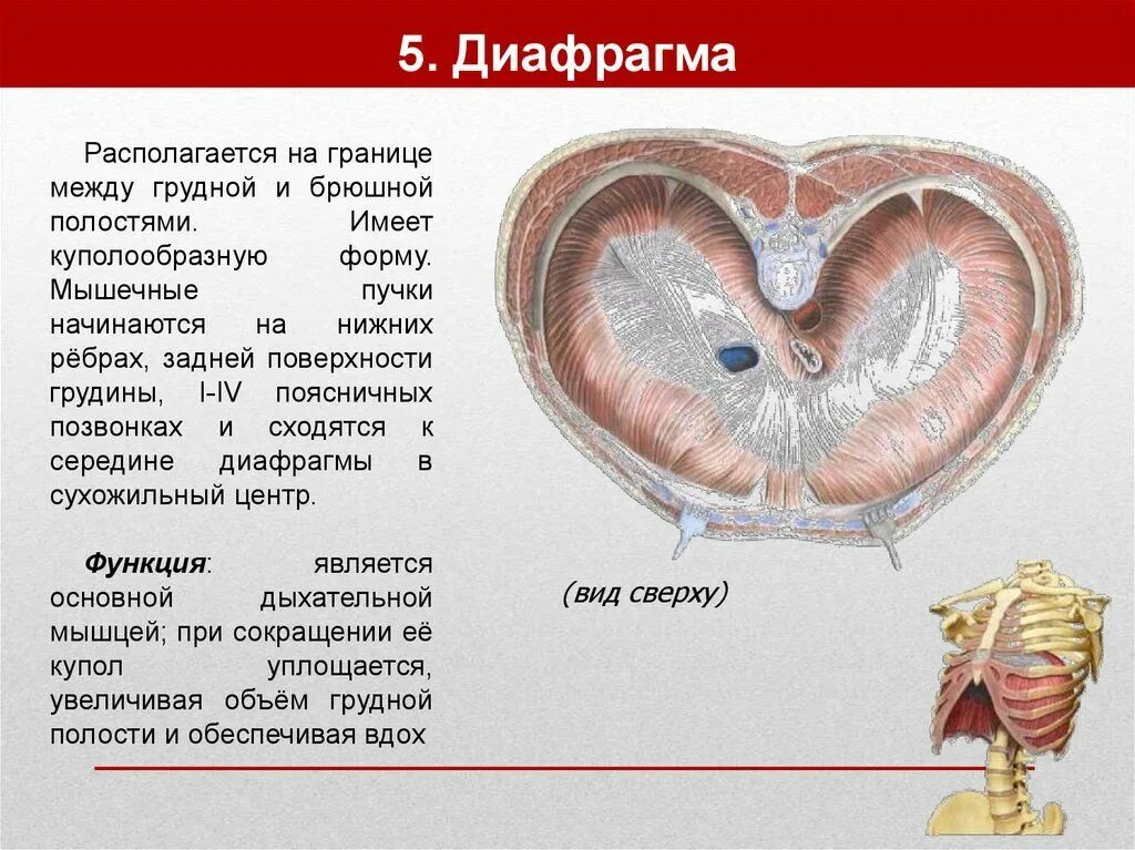 Выполняет функцию диафрагмы. Диафрагма. Части диафрагмы. Отверстия. Функция. Строение диафрагмы человека. Диафрагма анатомия функции. Диафрагма топографическая анатомия.