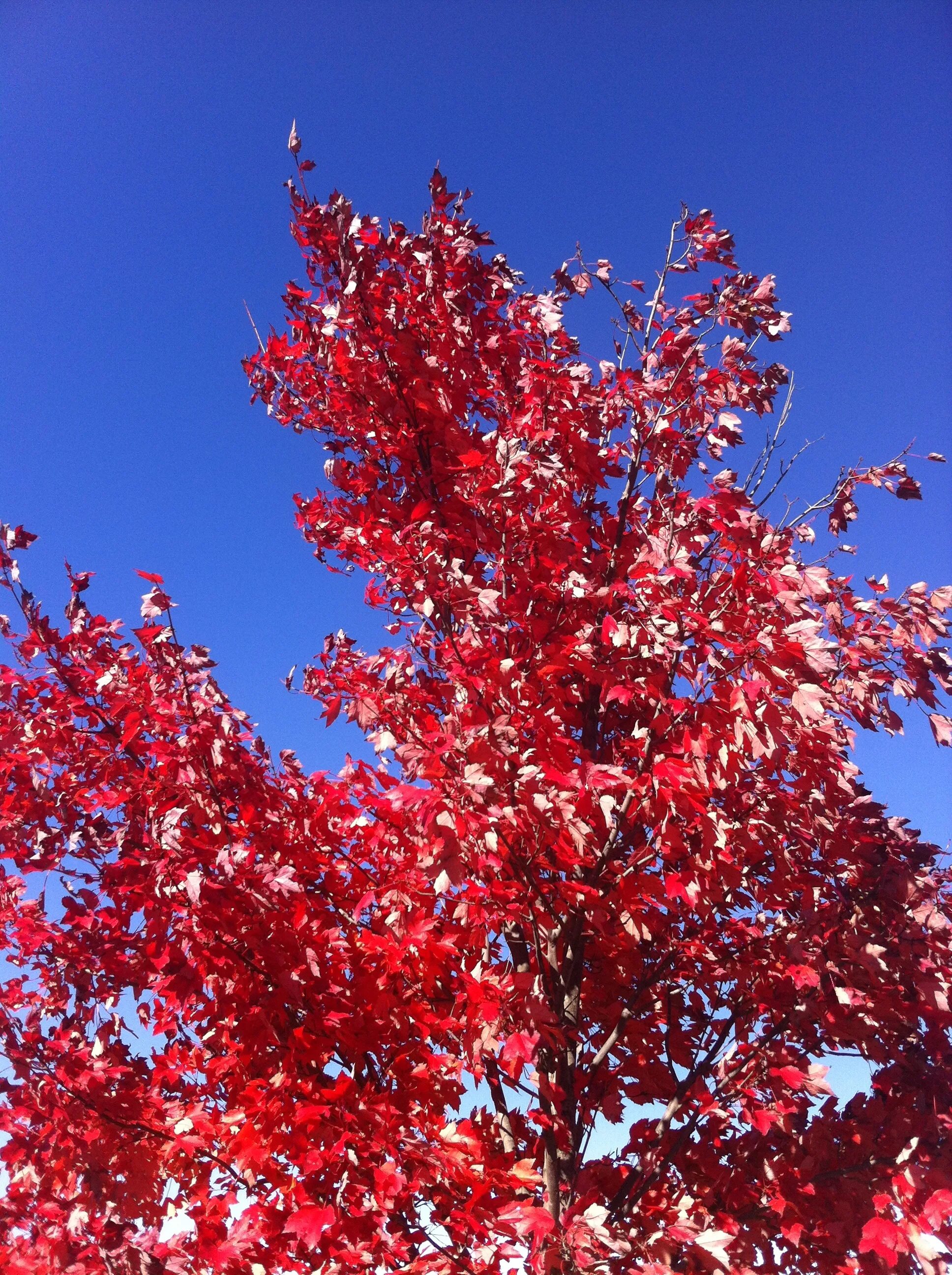 Дерево с красными листьями название. Клен красный кустовой. Красный клен дерево. Клён красный ред кустарник. Красный Тополь дерево.
