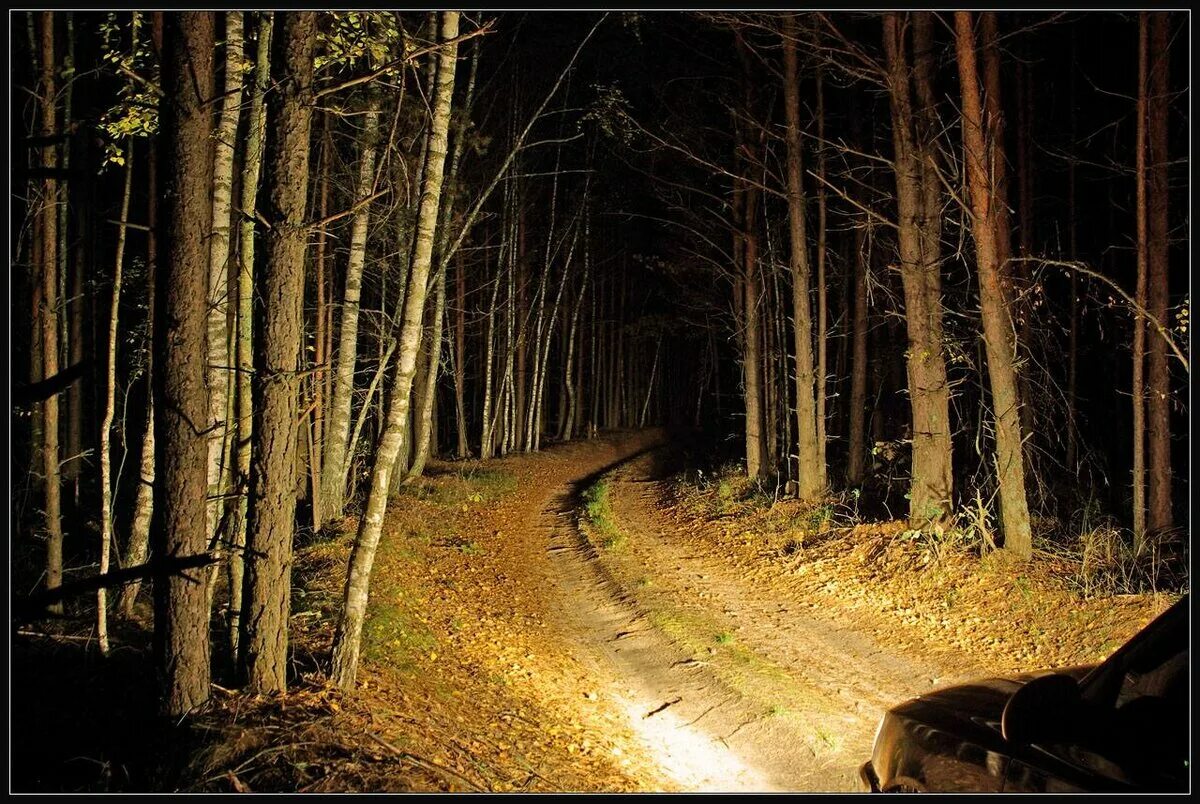 Дорога белела освещенная месяцем. Лесная дорога. Ночная дорога в лесу. Лесная дорога ночью. Дорога в лесу ночью.