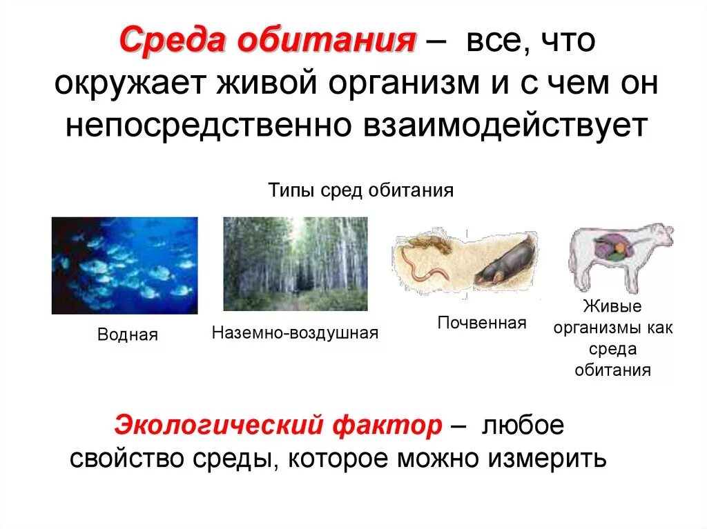 Среда обитания. Среды обитания живых организмов. Среды жизни живых организмов. Средыобитаня живых организмов.