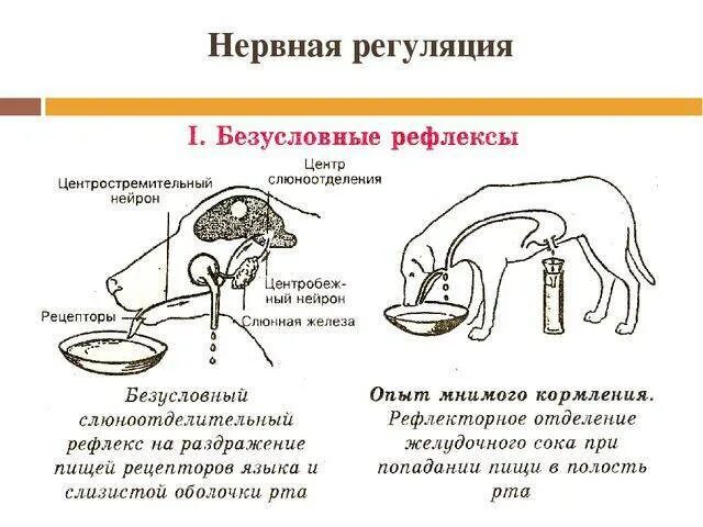 Почему пропадают рефлексы. Нервная регуляция пищеварения собака Павлова. Опыт Павлова регуляция пищеварения. Безусловный рефлекс опыт Павлова. Схема условного и безусловного рефлекса слюноотделения.