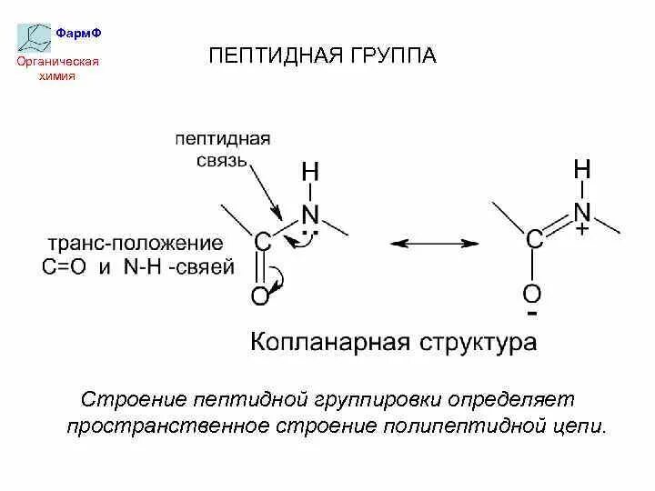 Пептиды. Пространственное строение пептидной группы.. Электронное и пространственное строение пептидной группы. Пространственное строение амидной группы. Пептидная амидная группа. Пептидная группа атомов