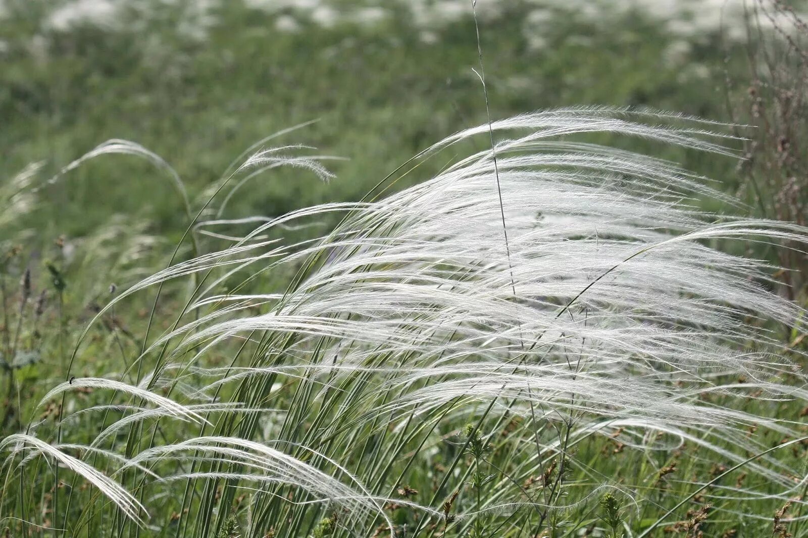 Ковыль дальневосточный. Ковыль цветки его собраны в редкую. Ковыль перистый степной. Ковыль волосатик растение. Ковыль луговой.