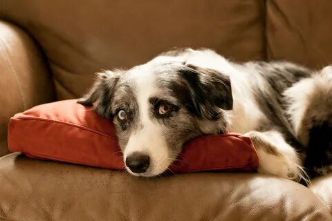 Buy a dog