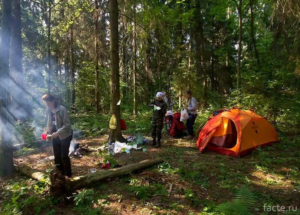 Выступить в поход. Поход в лес. туристы в лесу. туристический поход в лес. туризм в лесу.
