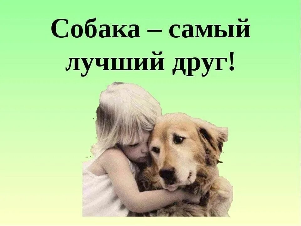 Афоризмы о собаках. Собака друг человека. Любовь к животным цитаты. Трогательная собака. Акита-ину хатико.