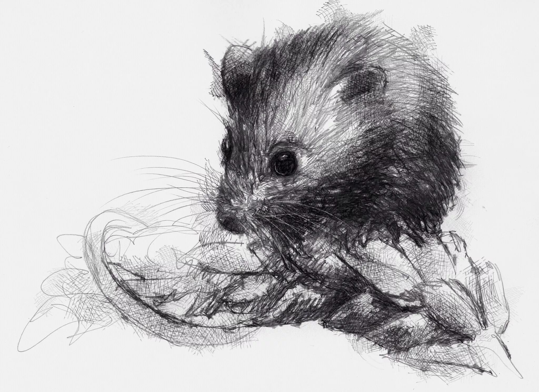 Мышь для графики. Наброски мыши карандашом. Мышь в графике. Набросок мышки карандашом. Мышонок рисунок карандашом.