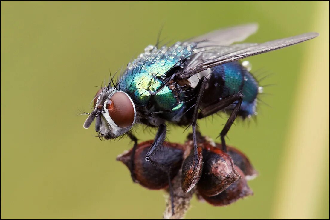 Муха падальница. Синяя мясная Муха Calliphora. Муха синяя мясная (Calliphora uralensis). Синяя падальная Муха. Зеленая мясная муха тип развития